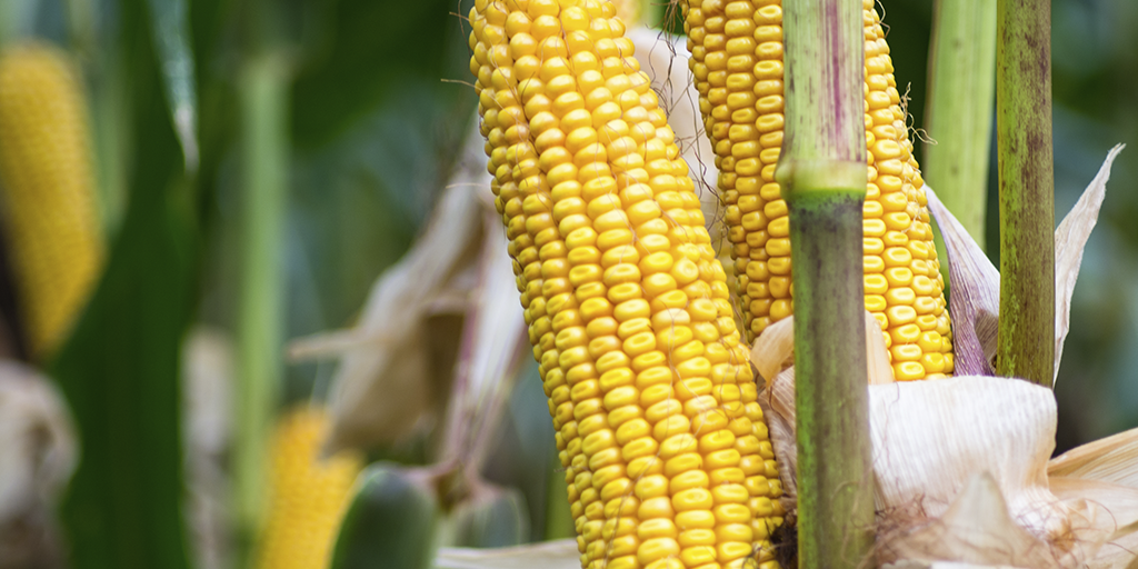 Garanta suas sementes de milho Bayer com o mais rápido e justo crédito do mercado: O Crédito TerraMagna.