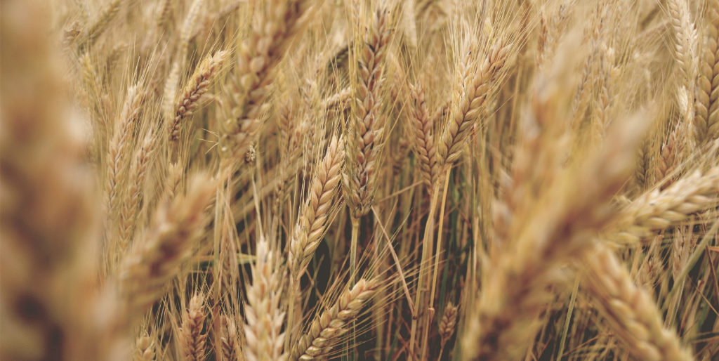 Cultura do trigo