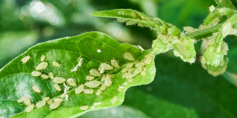 Varios pulgao em cima de uma folha verde