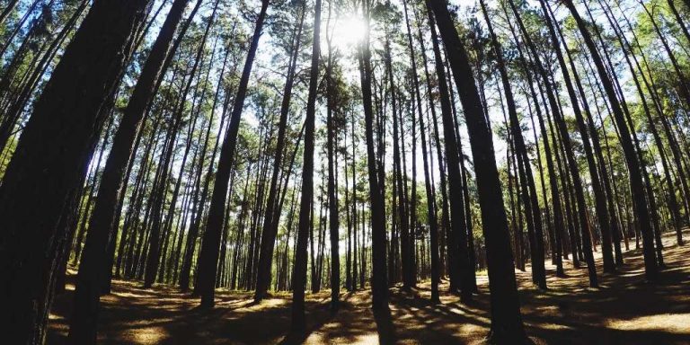 estacao de pesquisa silvicultura de pinus