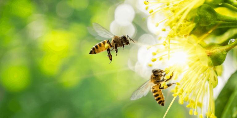 Abelha pegando polen na flor amarela representando o que e polinizacao