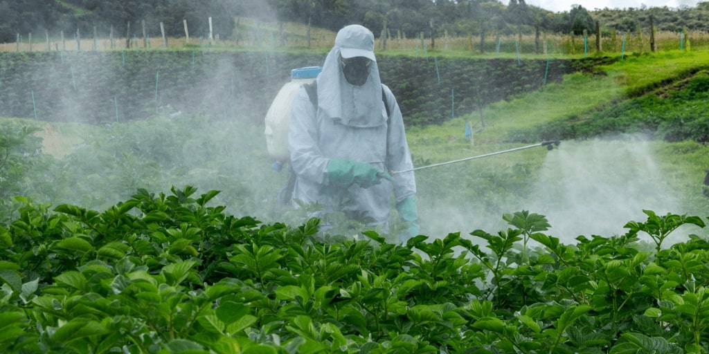 Agricultor aplicando fungicida na cultura da batata, folhagem verde abundante