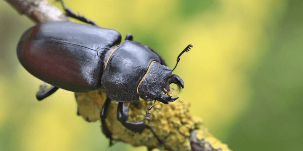Femea do besouro de veado em uma imagem de zoom em seu ambiente natural sentado no galho
