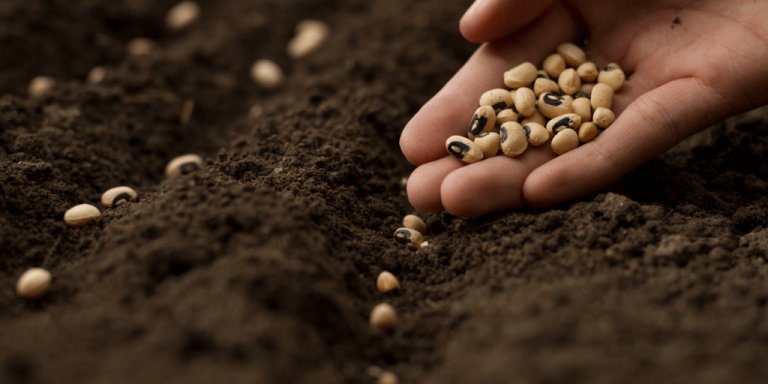 Mao de agricultor especialista semeando sementes de vegetais em solo saudável na fazenda organica