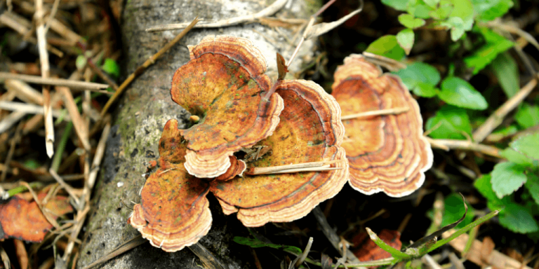 Exemplos de fungos fixados em tronco de arvore