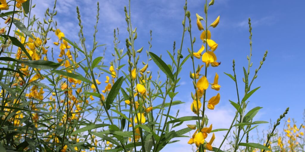 Crotalaria juncea flores amarelas florescendo com insetos isolados no céu azul e nuvens brancas fechadas no jardim