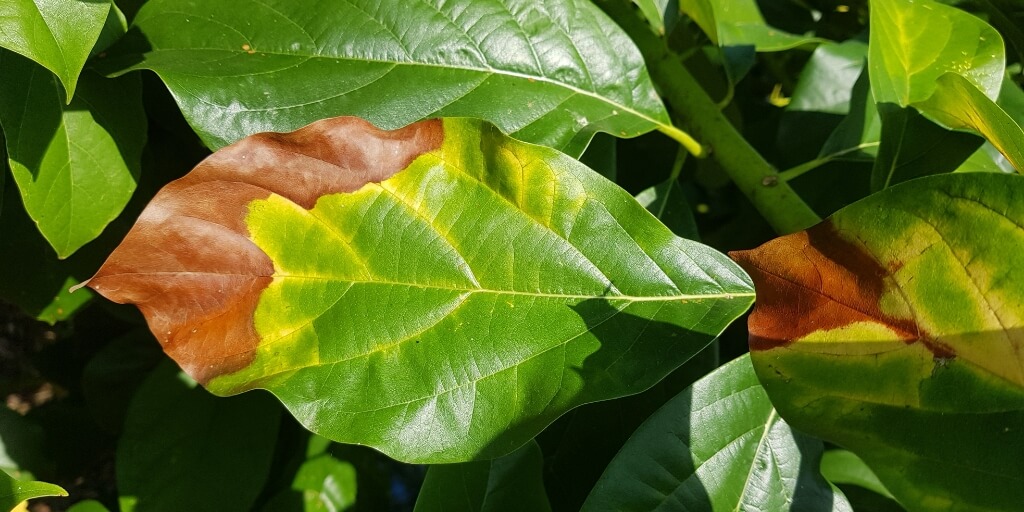 Antracnose (Colletotrichum gloeosporioides) em folhas de abacate no Viet Namoney no Brasil