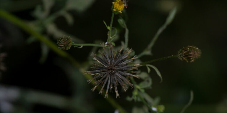Bidens alba da família Asteraceae conhecida como picão-preto