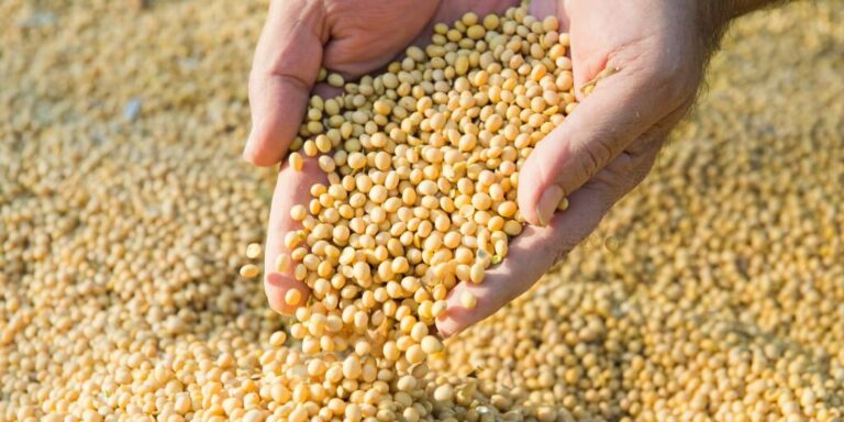 Maos humanas derramando graos de soja apos a colheita revelando o por que a soja e considerada uma commodity