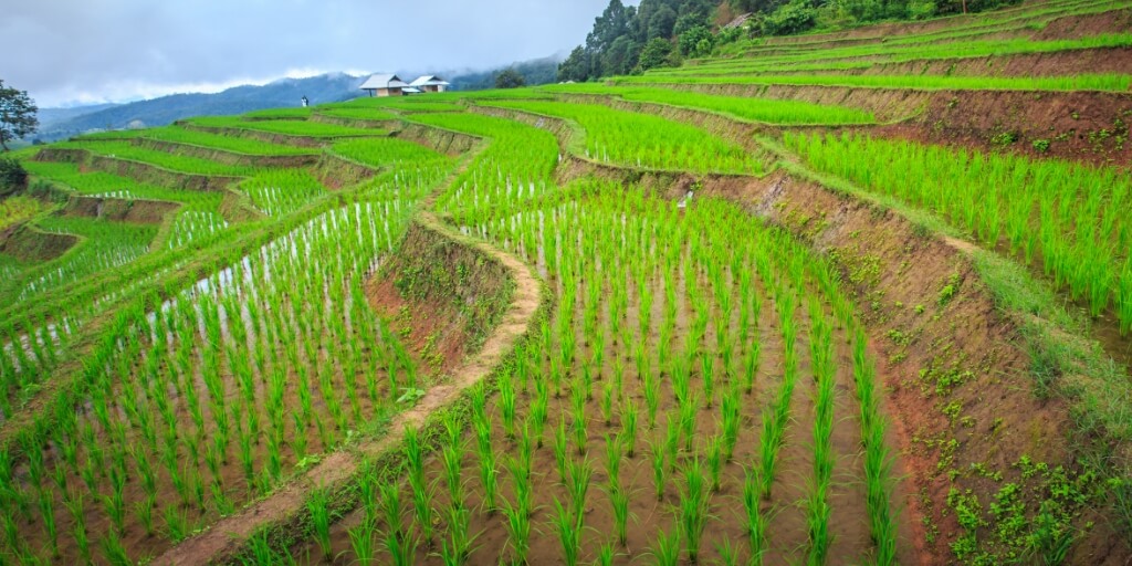 campo de arroz verde na tecnica de terraceamento