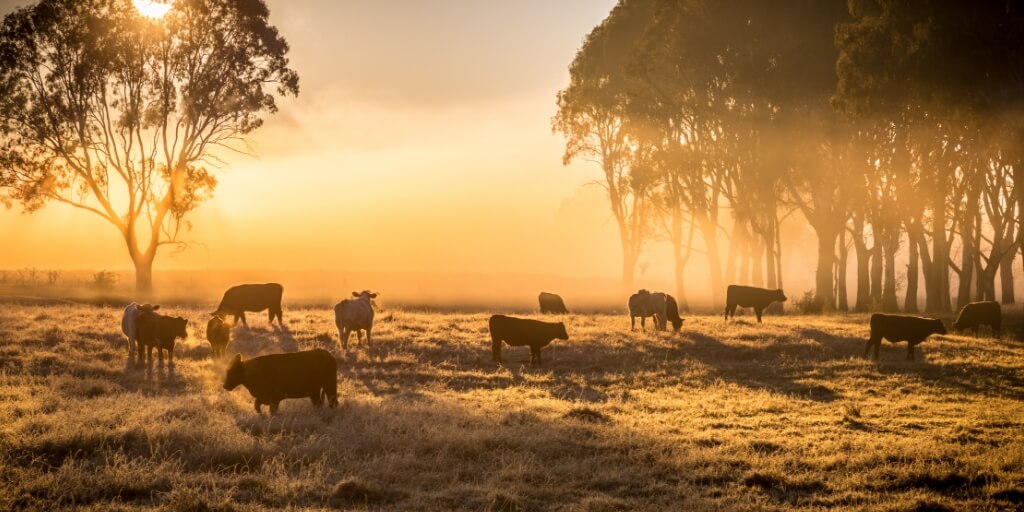rebanho de gado no pasto representando a Integracao Lavoura Pecuaria Floresta
