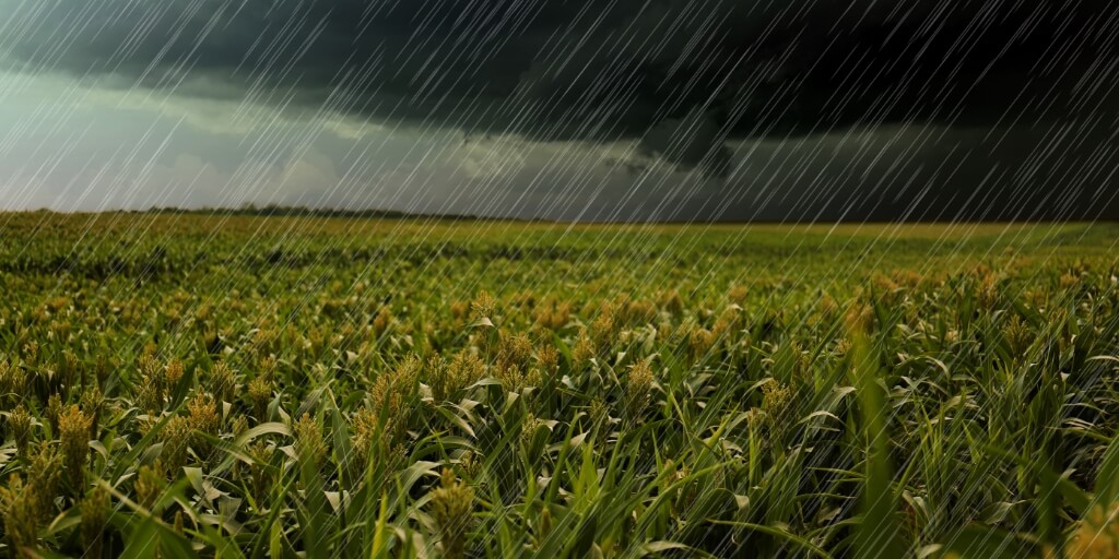 Chuva forte sobre plantas de milho verde em campo em dia cinza representando La Ninã