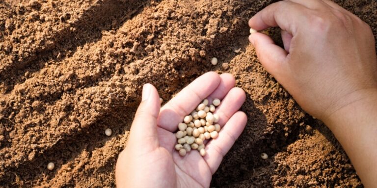 Mao do agricultor serrando sementes no solo da soja como plantar