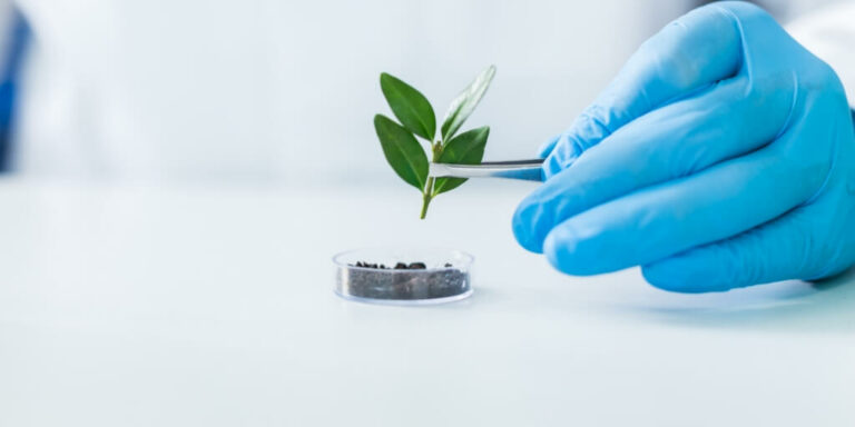 Mao com luva e uma pequena planta sendo usada para pesquisa de biotecnologia na agricultura