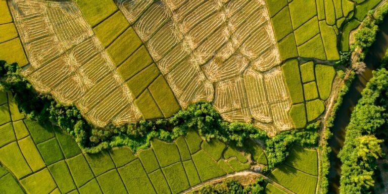 Acima do arrozal dourado durante a epoca de colheita vista do geoprocessamento