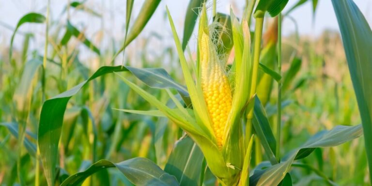 Uma imagem de foco seletivo da espiga no campo de milho organico representando calendario agricola