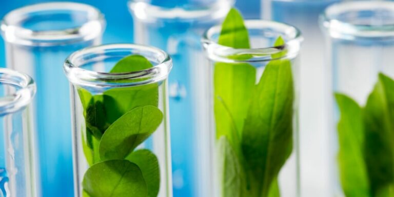 Planta fresca verde em tubo de ensaio com agua azul em laboratorio representando o CTNbio