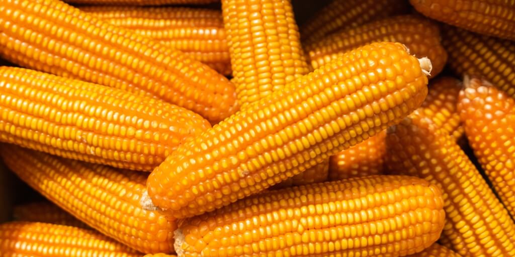 muitas espigas de milho representando a previsao do preco do milho para 2022 23