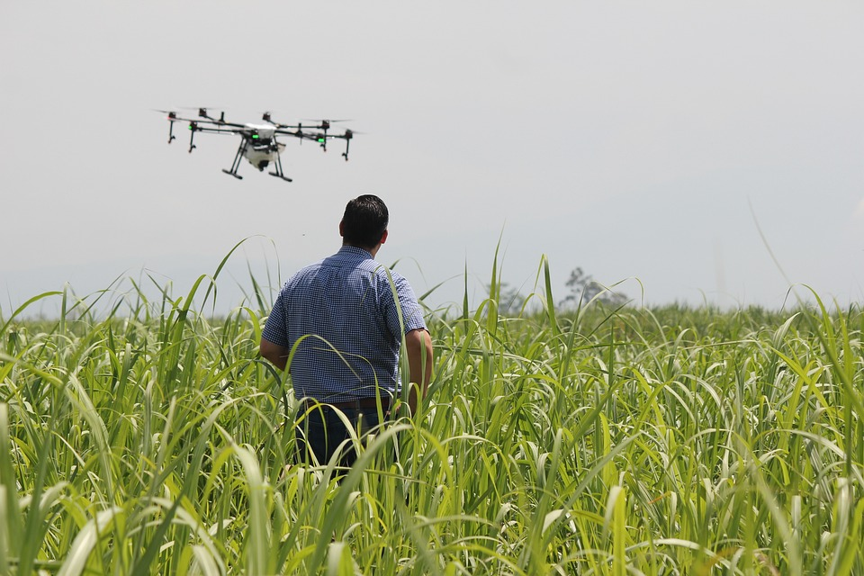 agricultor olhando a acao de drone em meio a lavoura