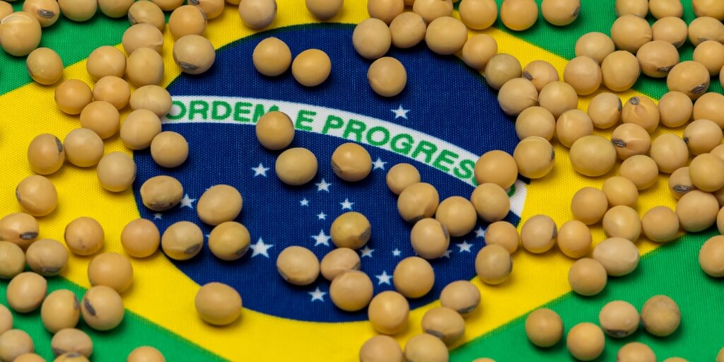 Bandeira do brasil coberta por soja representando o Estado maior produtor de soja do Brasil