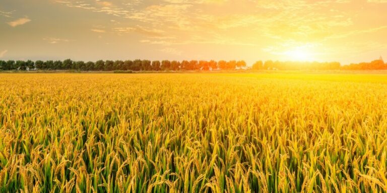 Campo de arroz maduro com um ceu ao por do sol e raios representando o custo de producao do arroz por hectare