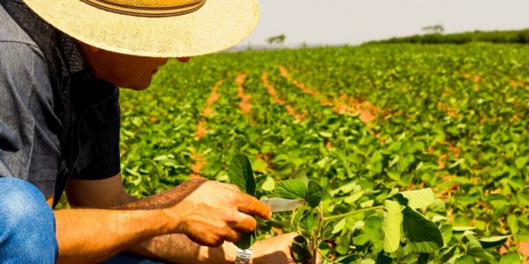 Agronomo olhando a folha de soja representando o agronegocio no brasil vantagens e desvantagens