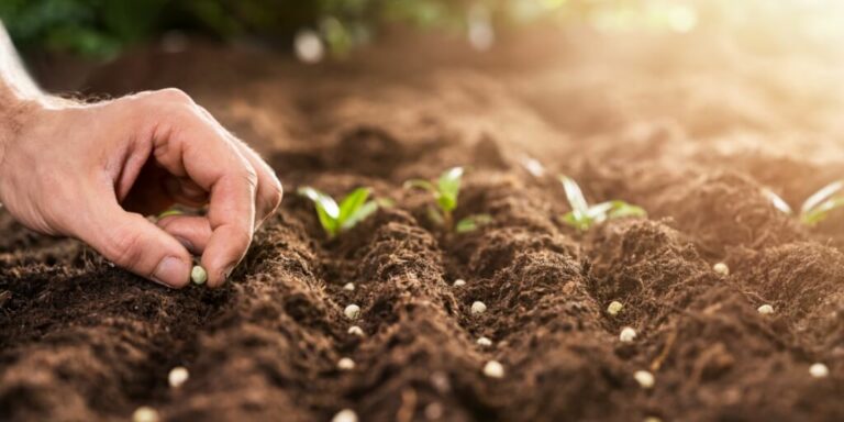 Mao do fazendeiro plantando sementes no solo em fileiras representando TSI ou on farm