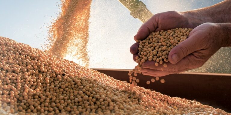 Maos de agricultor segurando graos de soja representando Classificacao de graos