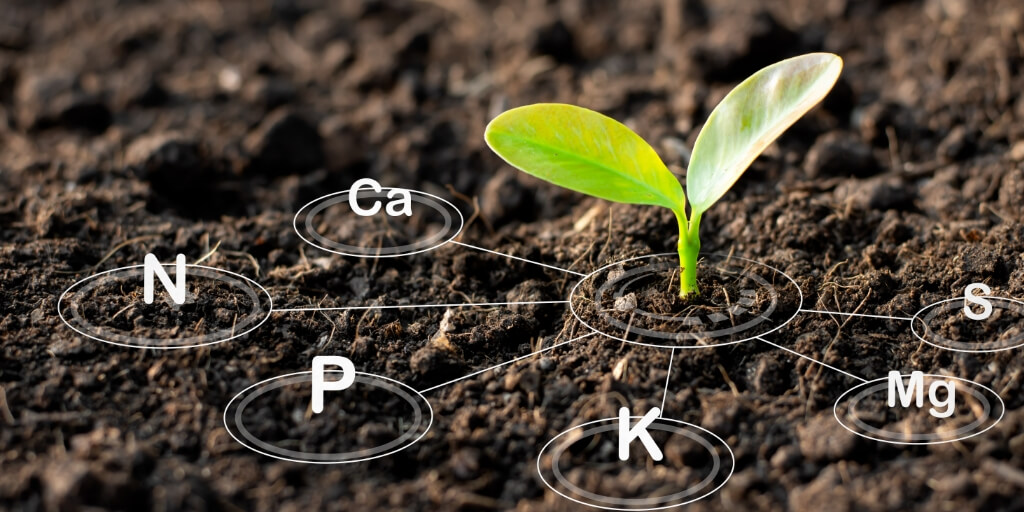 Planta pequena em solo com elementos graficos em volta representando a extração e exportação de nutrientes